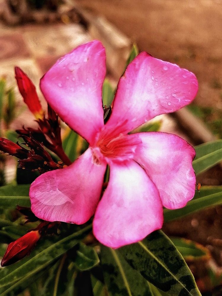 Photograph by Azzeddine Memmou