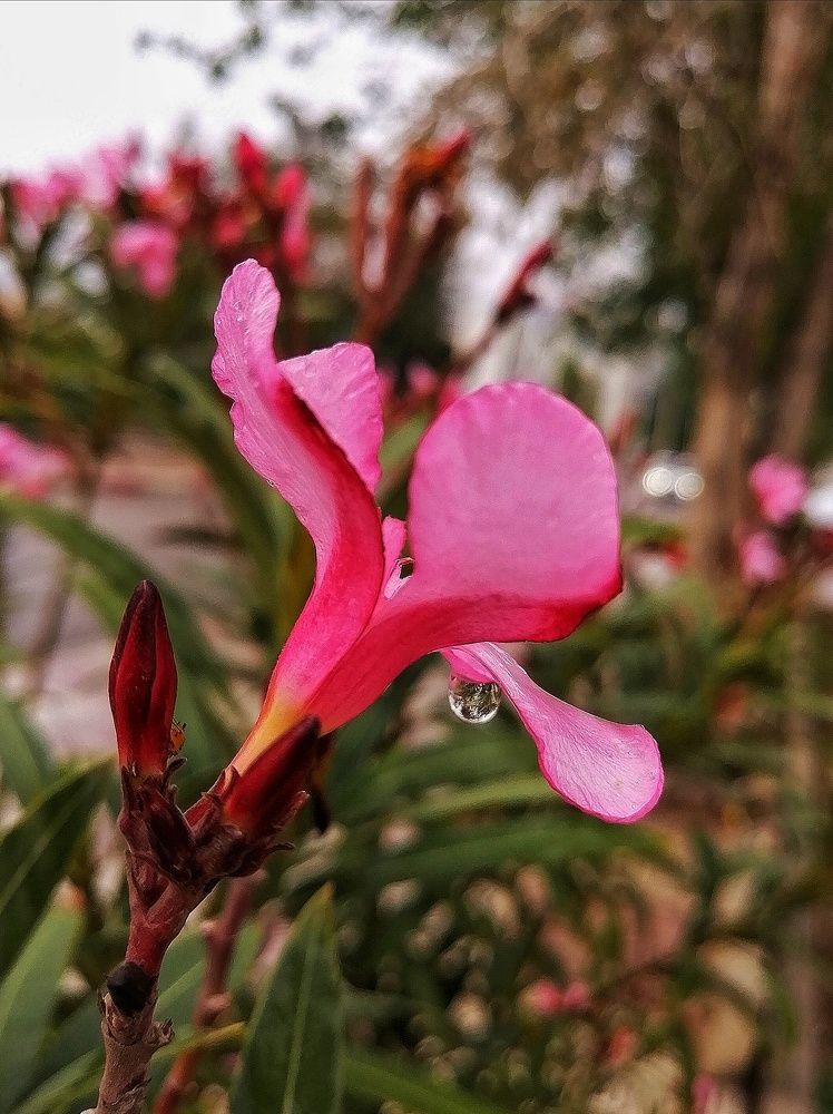 Photograph by Azzeddine Memmou