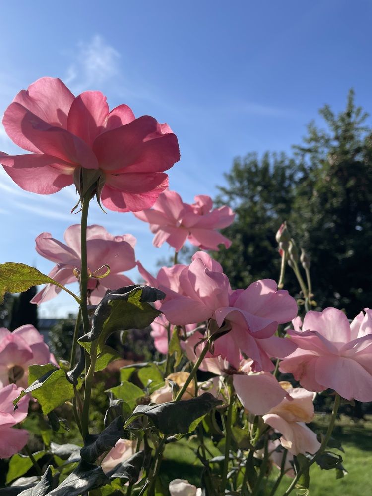 Photograph by Татьяна Раковская