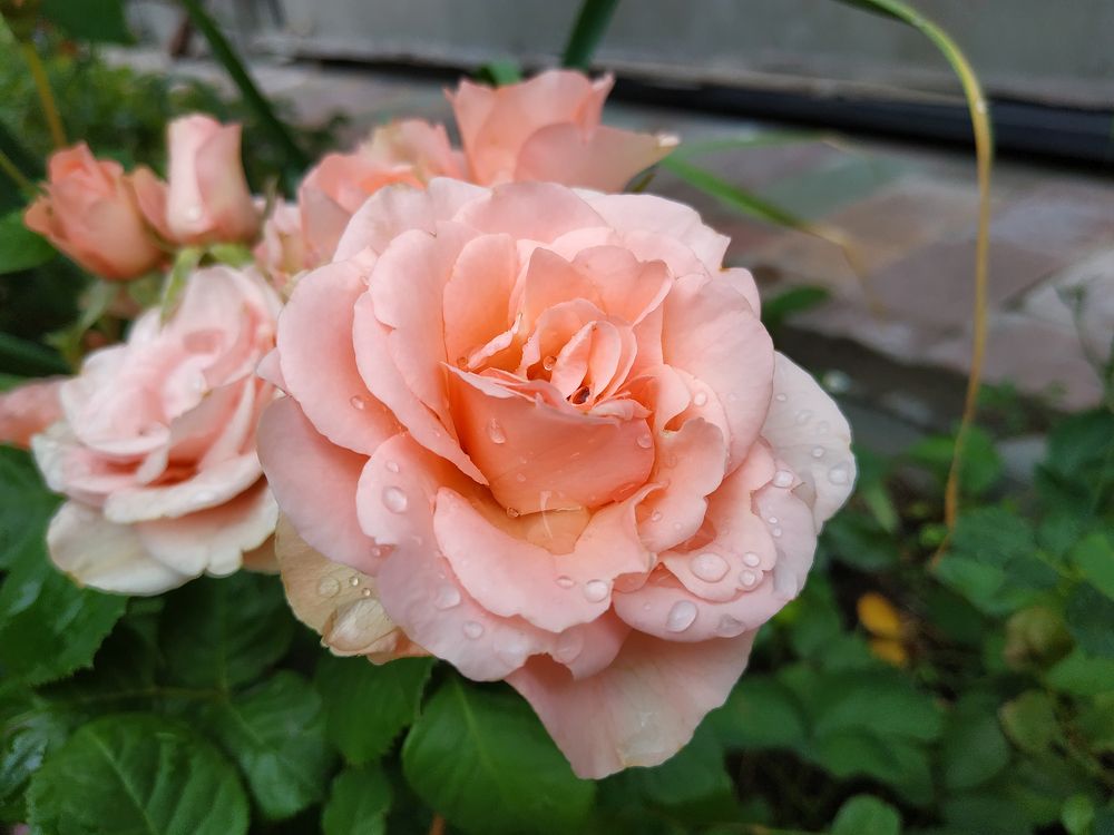 Photograph by Tatiana