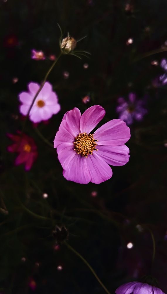 Photograph by Oxana Petlina