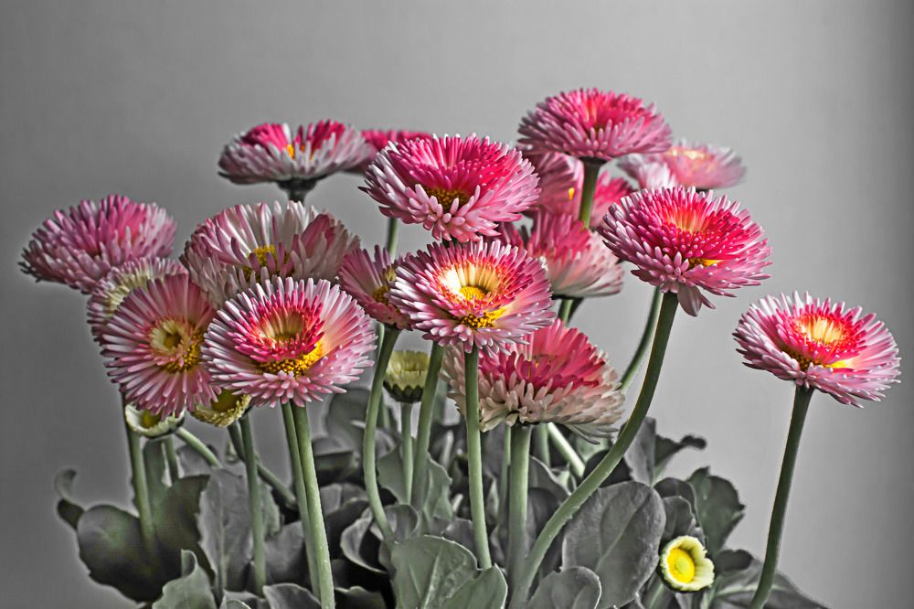 Photograph by Муза Латинская