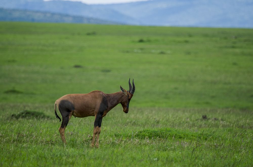 Photograph by Murad Rajabali Habib