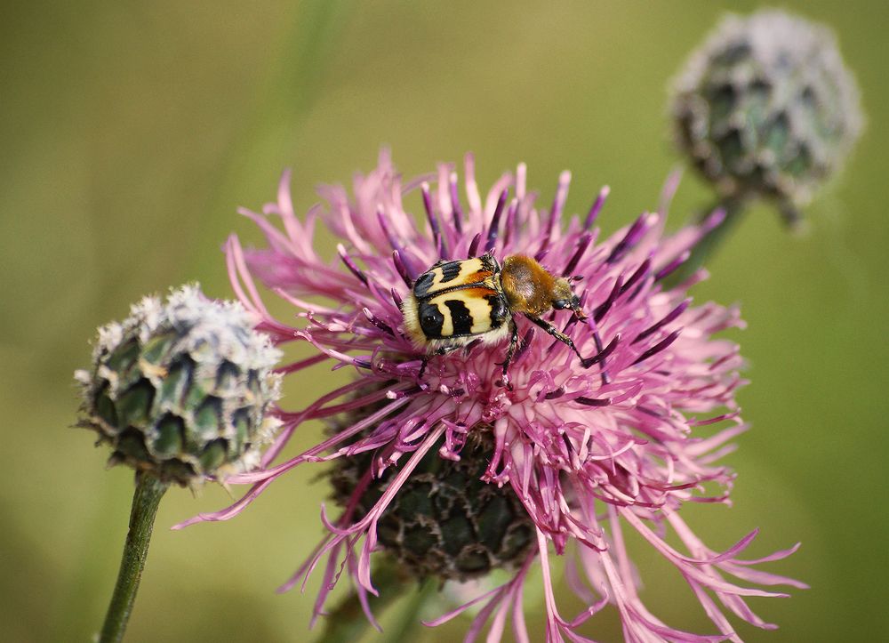 Photograph by Анатолий Максимов