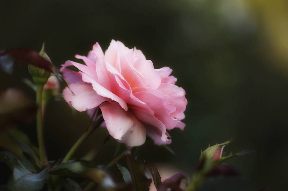 Photograph by Вероника Зорина