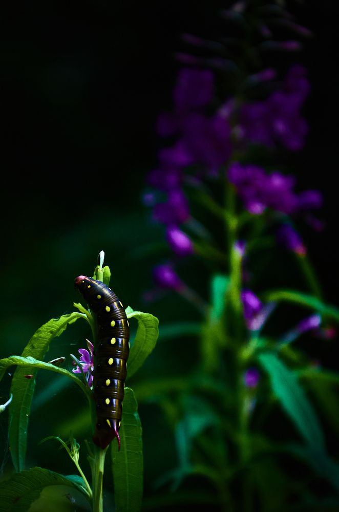 Photograph by Елена Кадаева