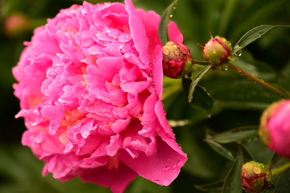 Photograph by Оксана Плугатарева