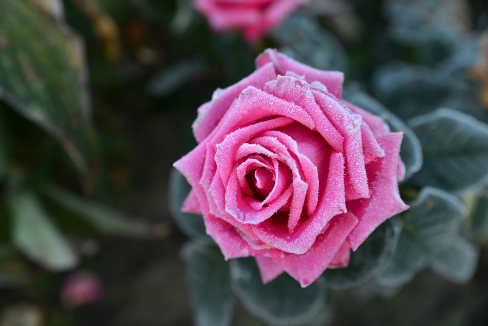 Photograph by Оксана Плугатарева