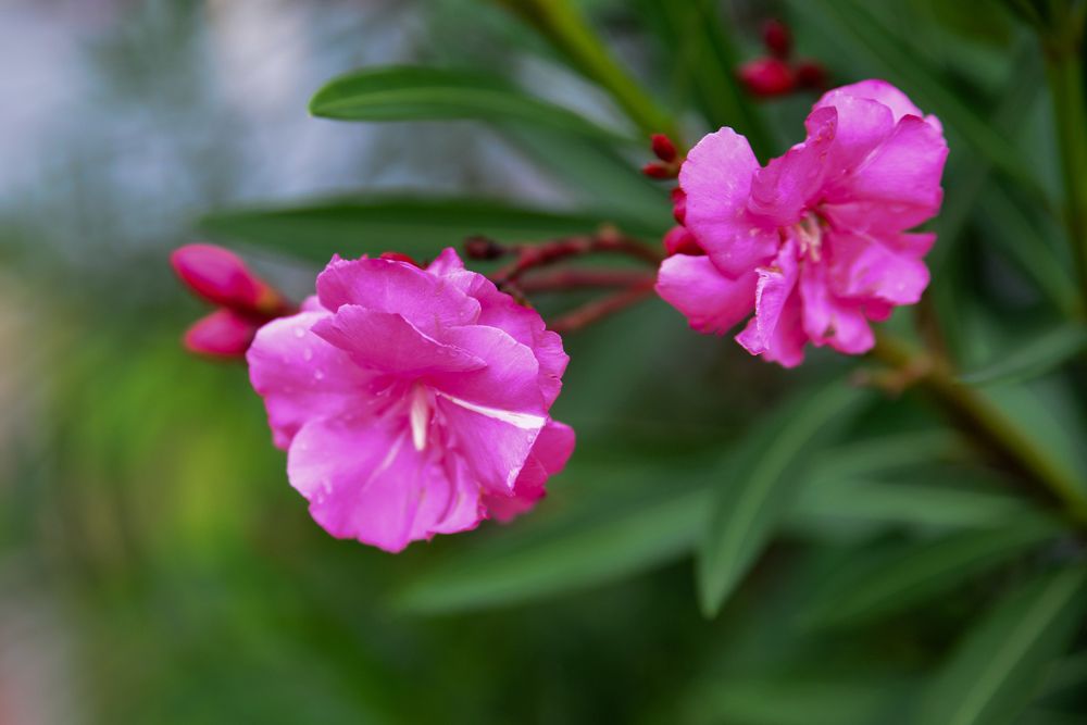 Photograph by Оксана Плугатарева