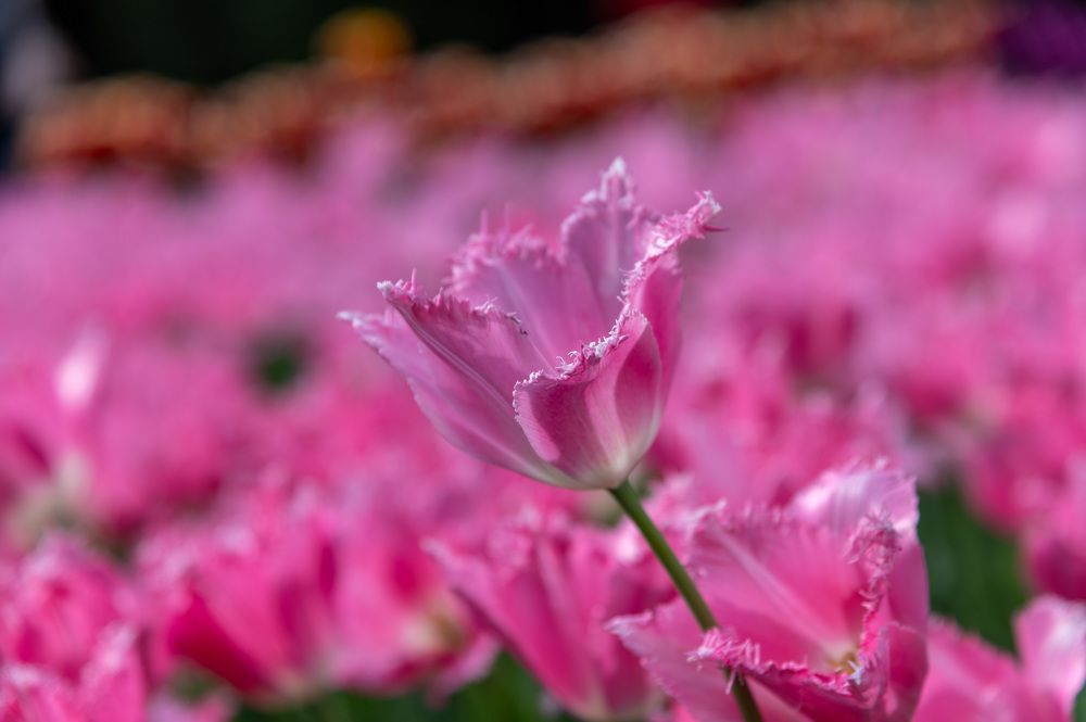 Photograph by Екатерина Крючкова