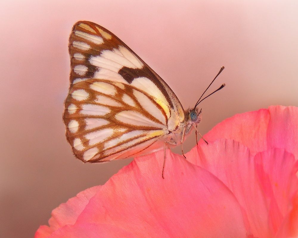 Photograph by Amin Ghaffarian