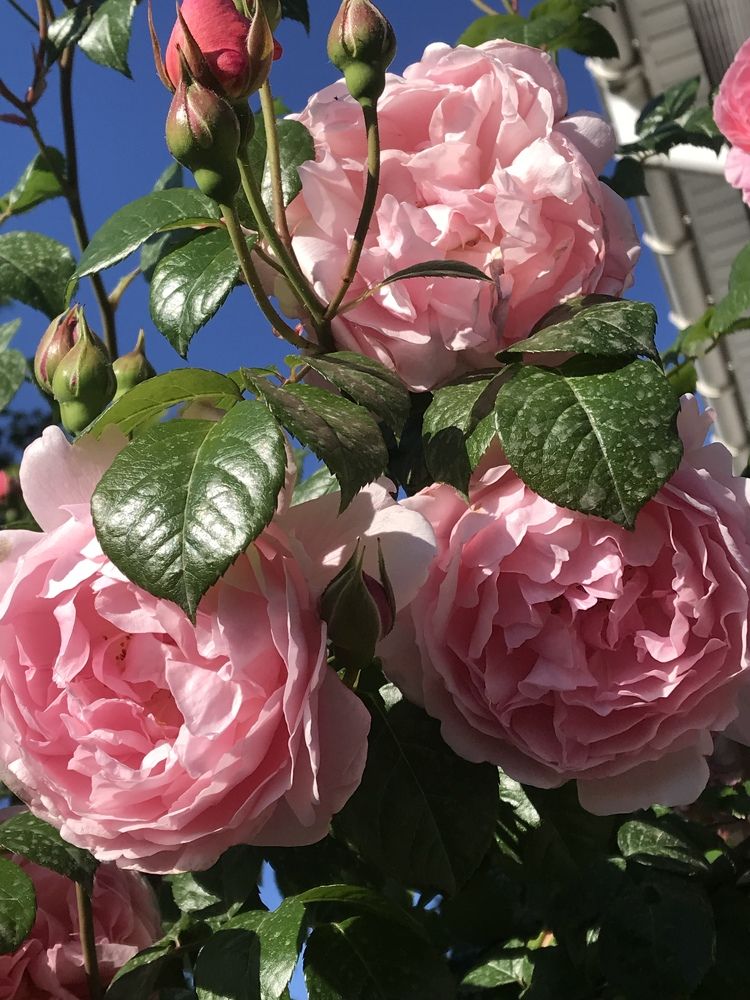 Photograph by Ольга Солодилова