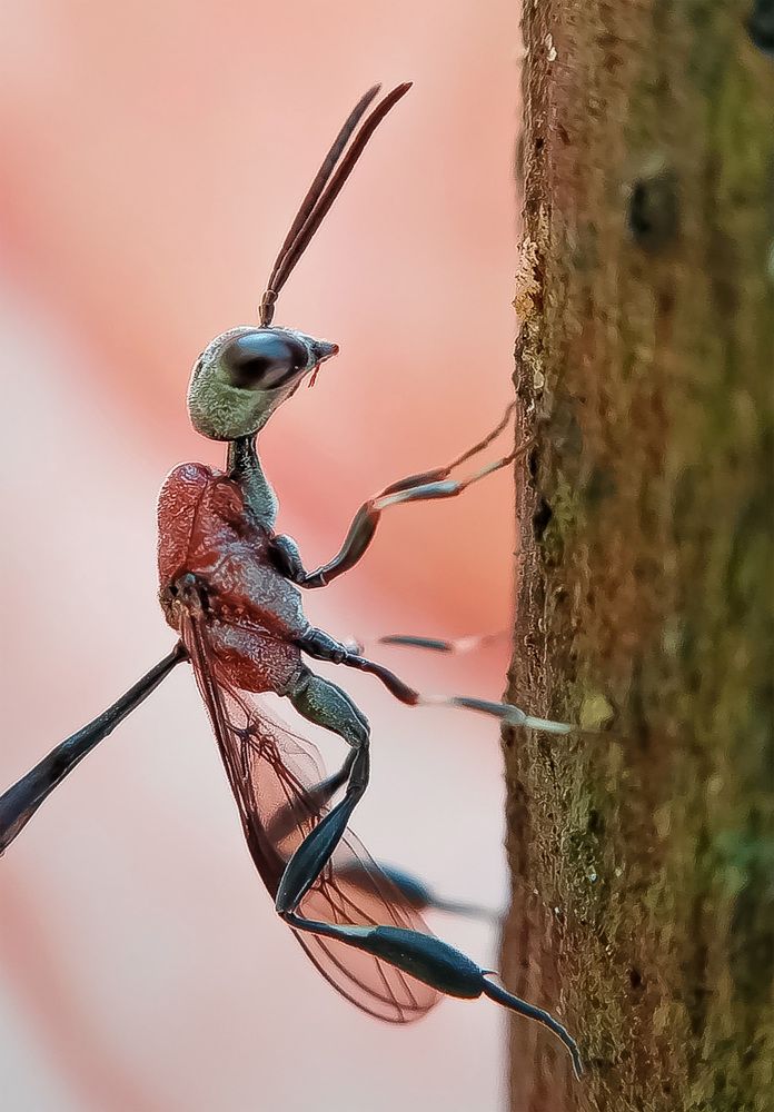 Photograph by A .Thimira dinisuru