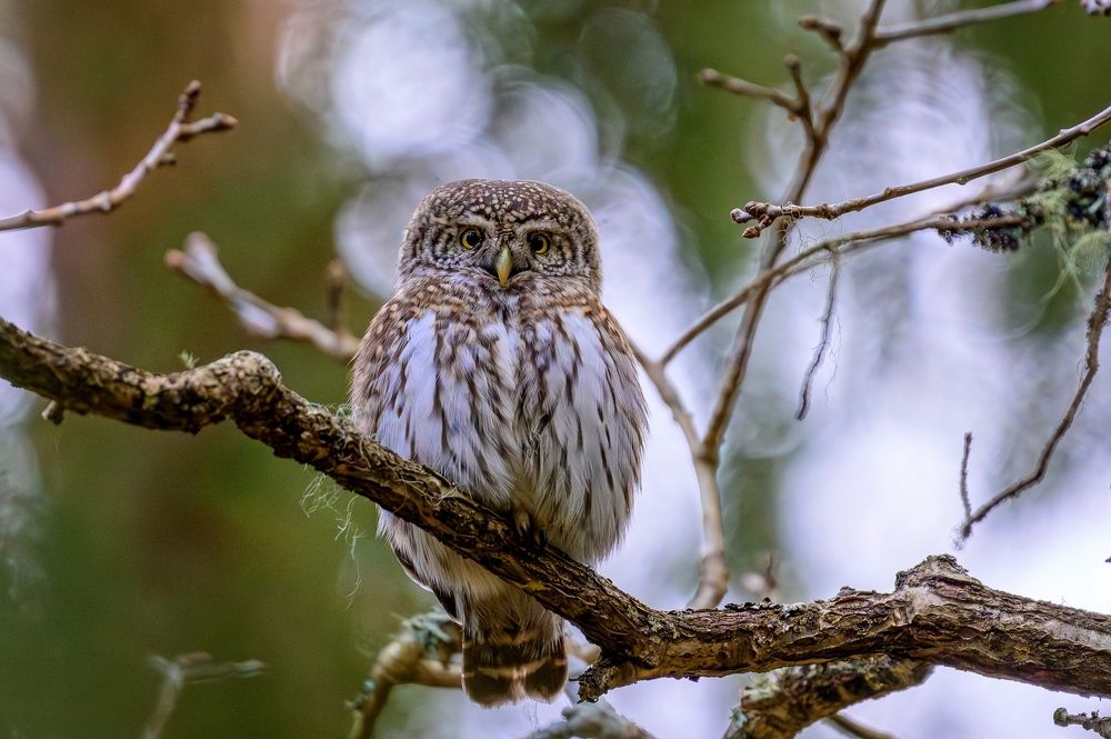 Фотография автора Юрий Макаров