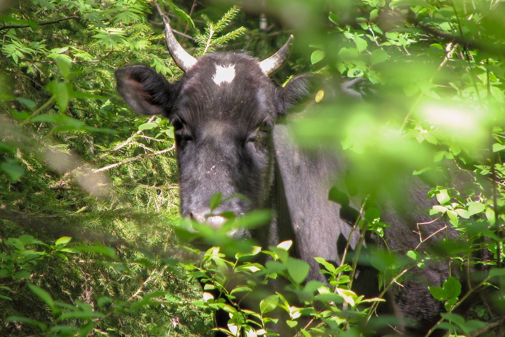 Photograph by Сергей Пушкин