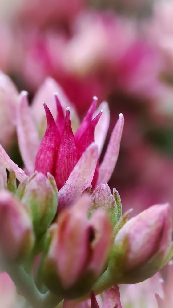 Photograph by Алёна Пшеленская