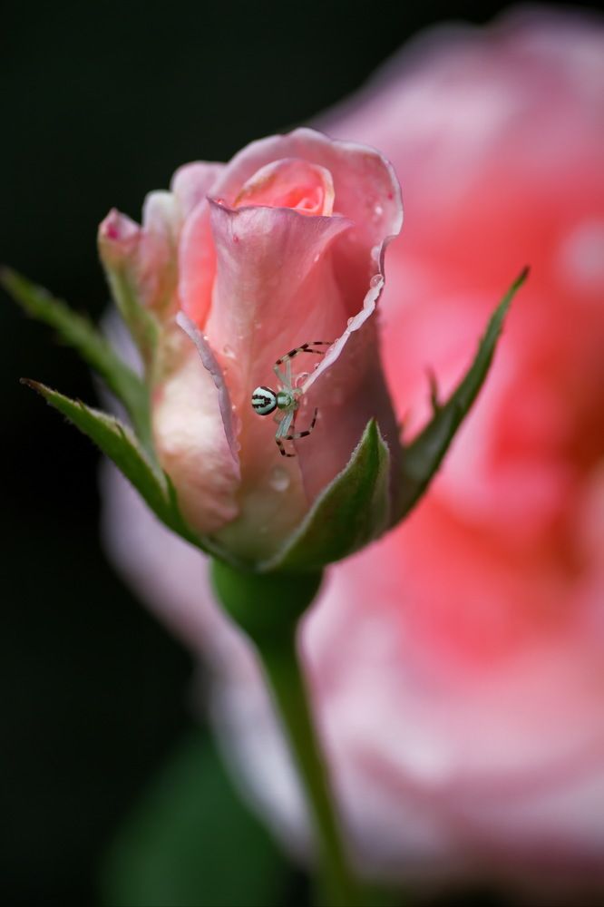 Фотография автора Юрий Кольцов