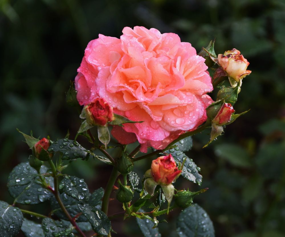 Photograph by Galina Leskova