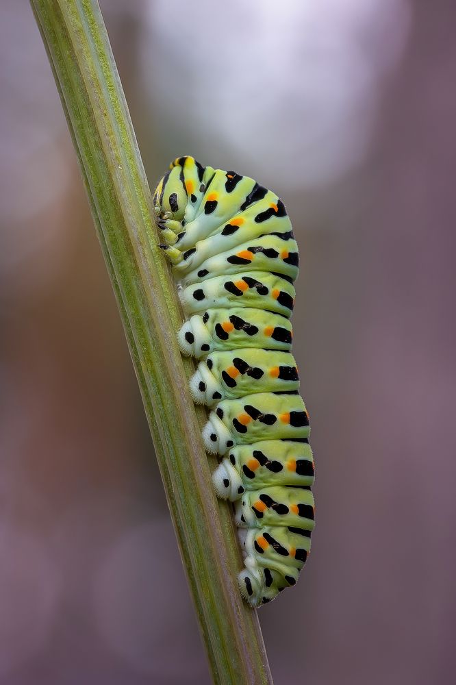 Photograph by Кузнецов Дмитрий