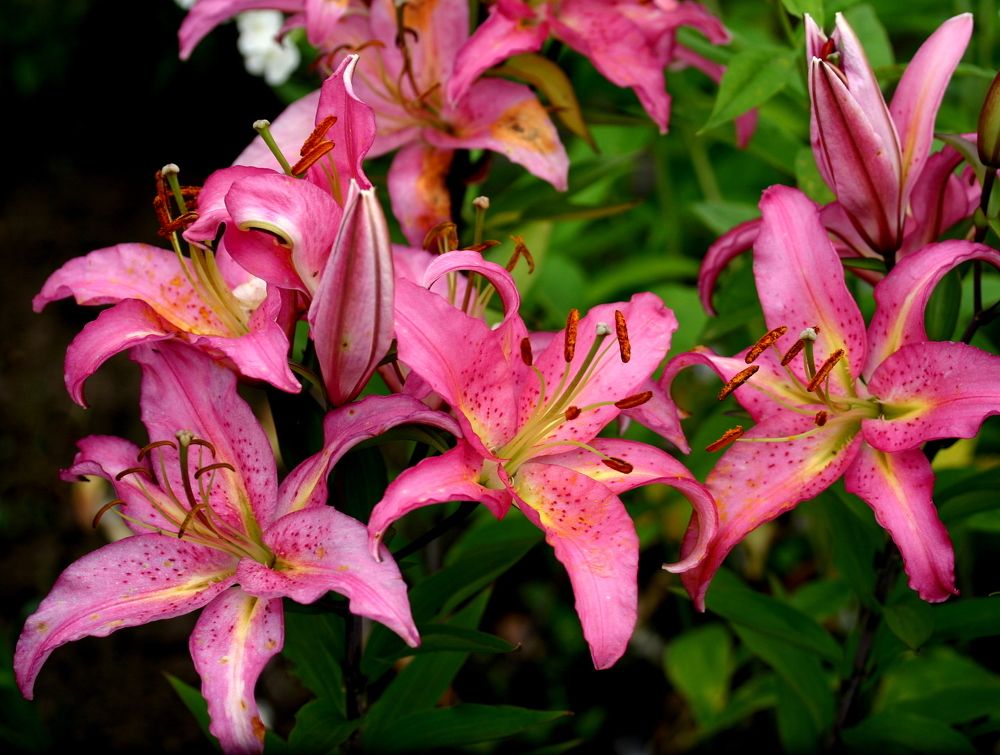 Фотография автора Nelya  Lysenko