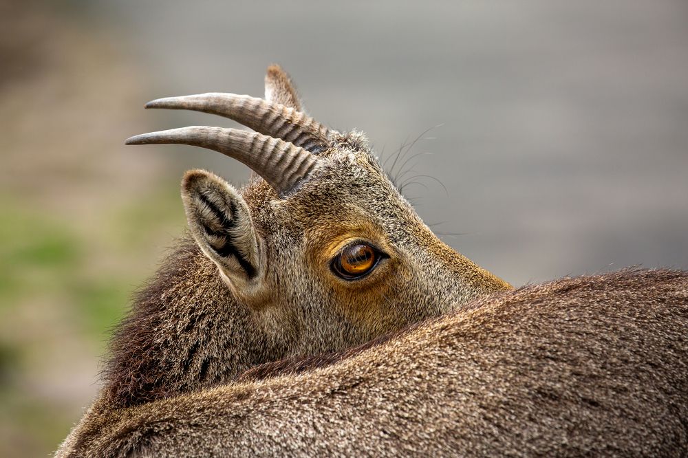 Nilgiri Tahr