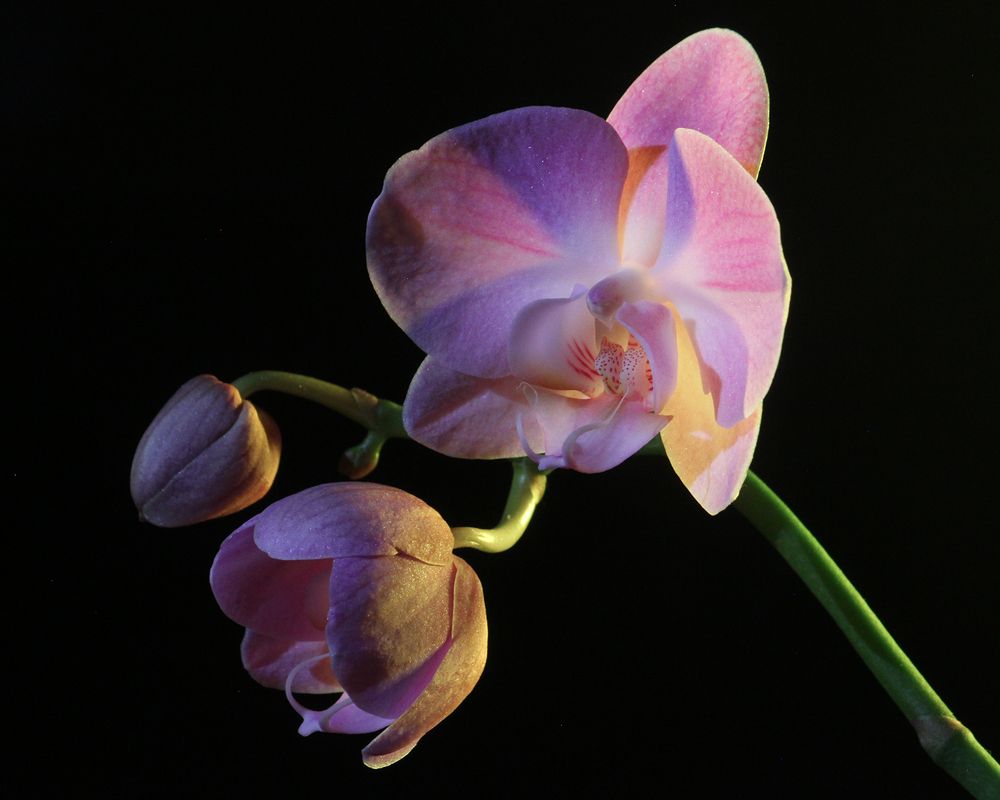 Фотография автора Борис Журавлёв