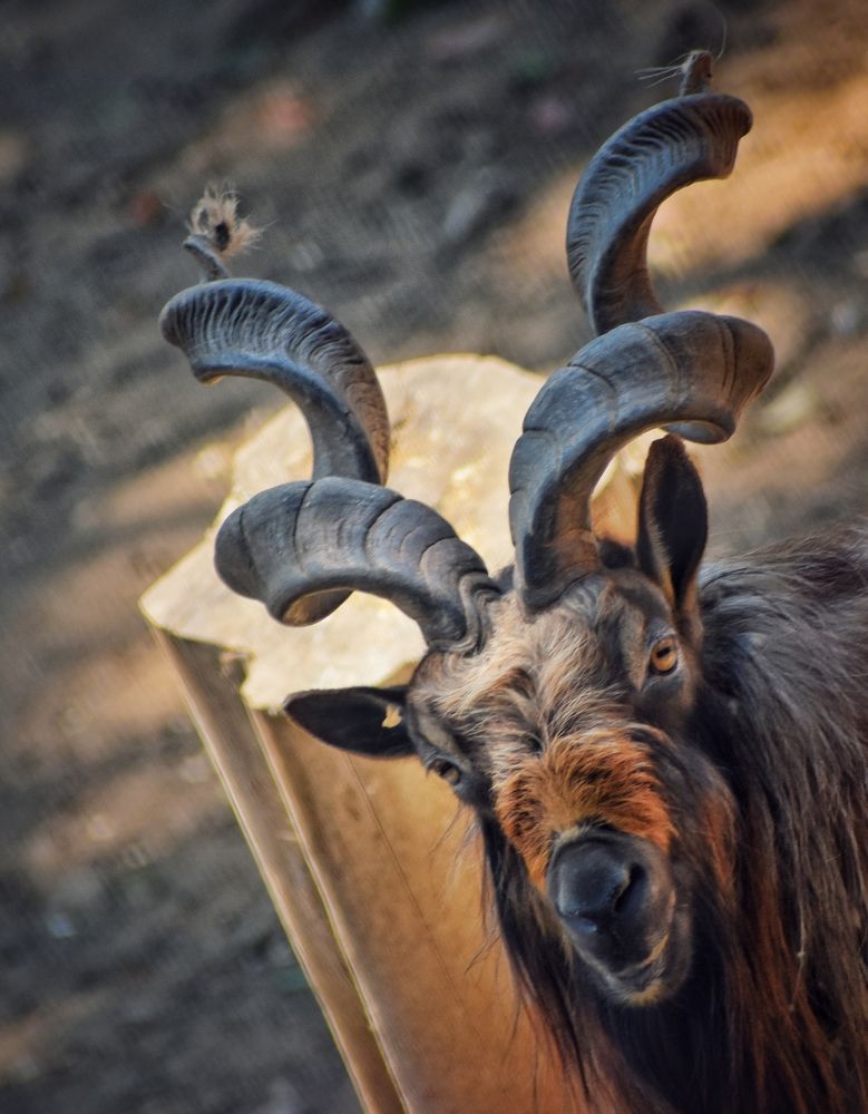 Photograph by Mainak Mondal