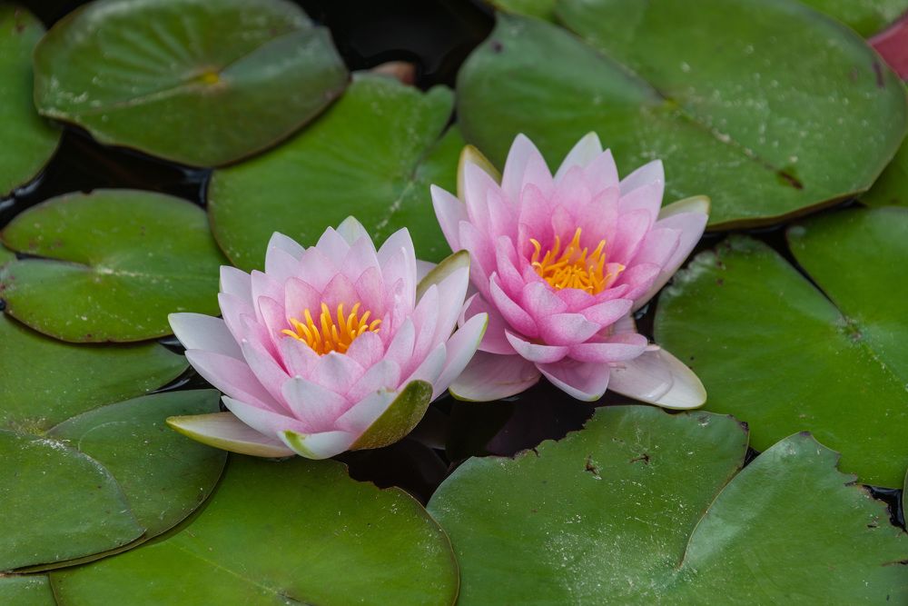 Photograph by Vladimir Bragilevsky