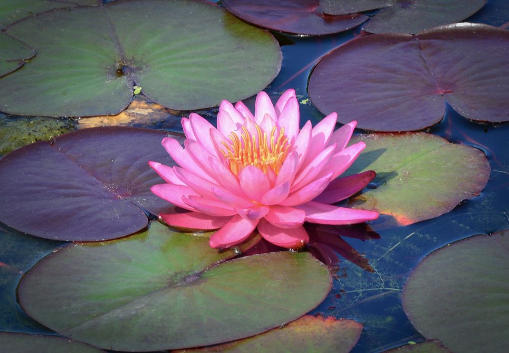 Photograph by Inna Ivanova