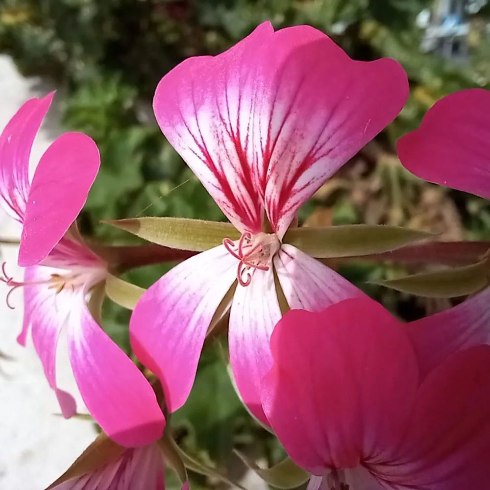 Фотография автора Nieves Gloria Alvarez Diaz