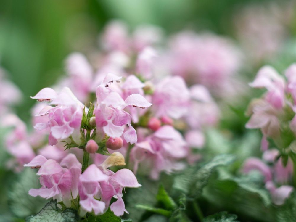 Photograph by Людмила Прибылова