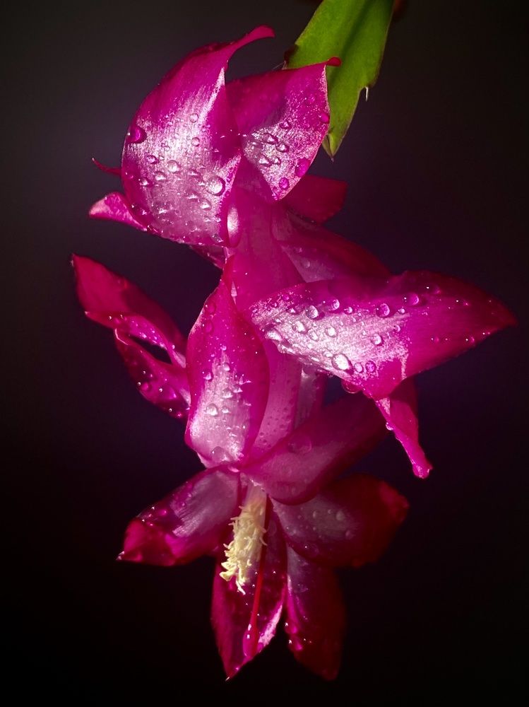 Фотография автора Evgeniya Ivanova