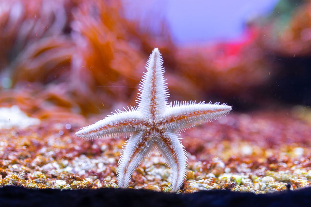 Photograph by Татьяна Тарунтаева