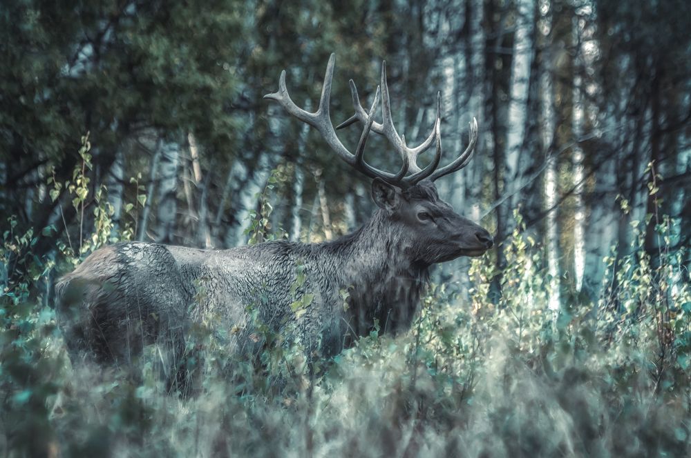 Photograph by Глухарёва Ольга