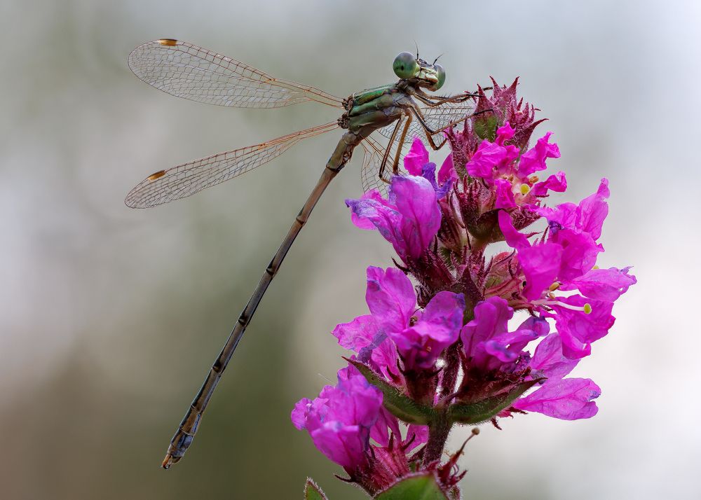 Photograph by Кузнецов Дмитрий