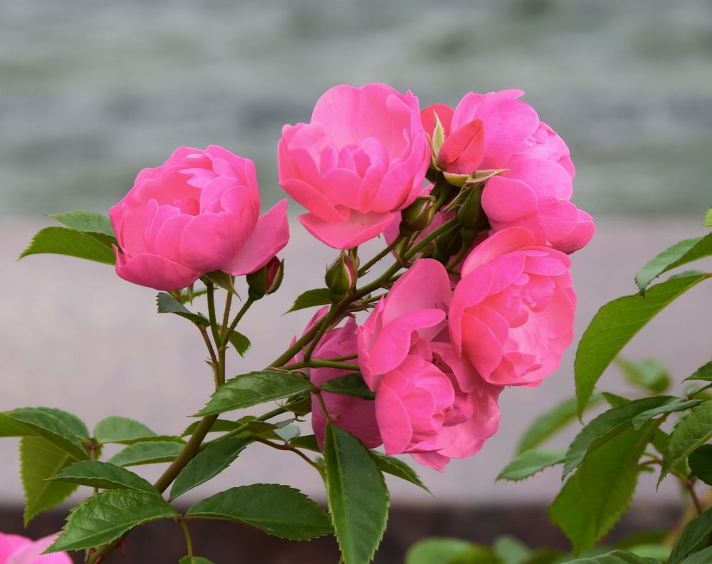 Photograph by Galina Leskova