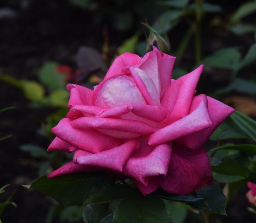 Photograph by Galina Leskova