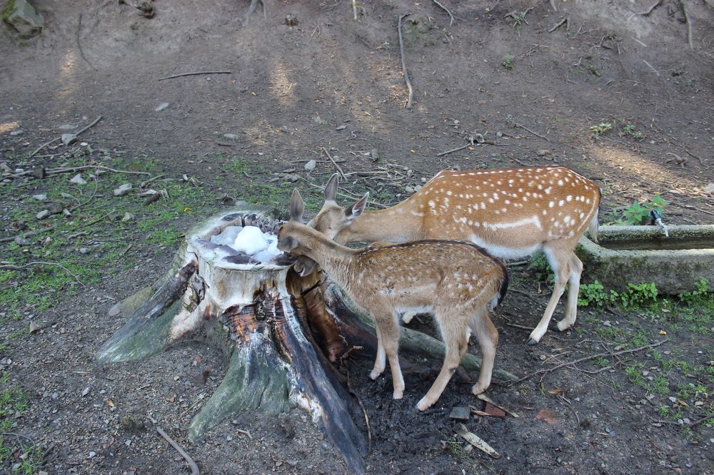 Photograph by Роман Якута