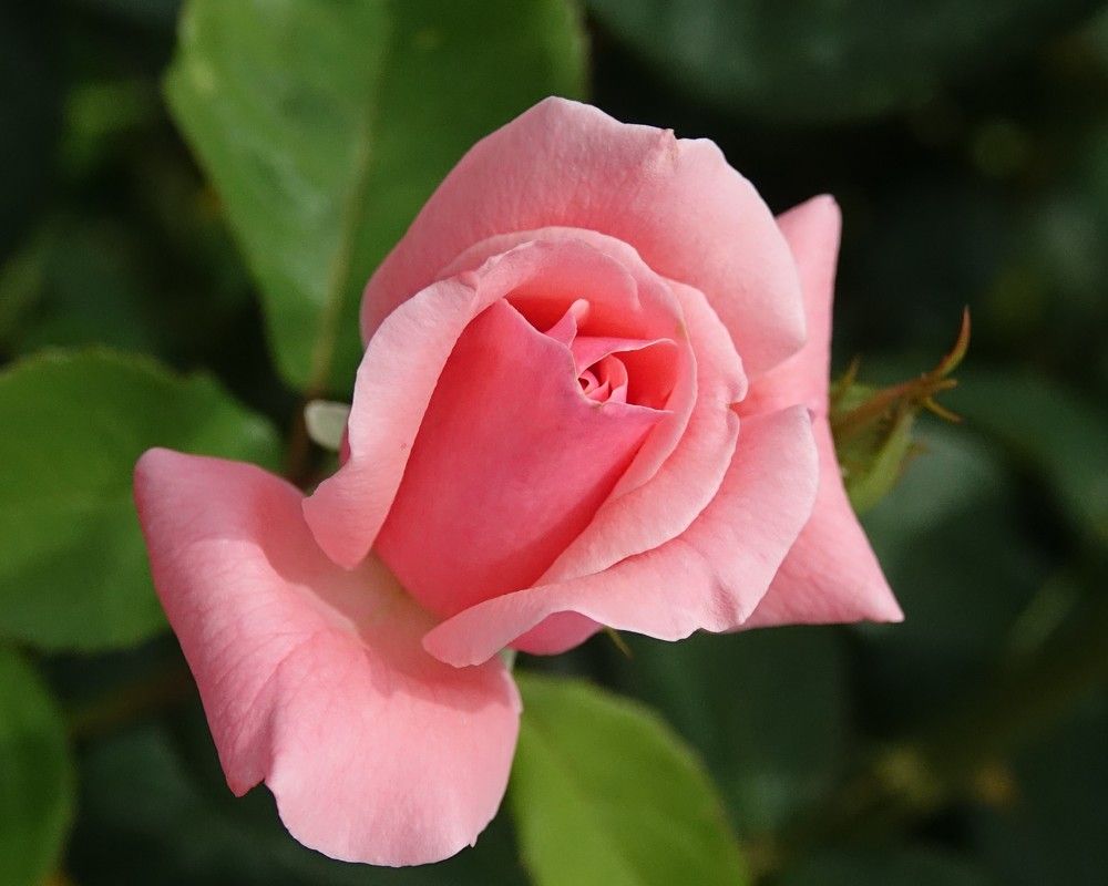 Photograph by jelena konickaja