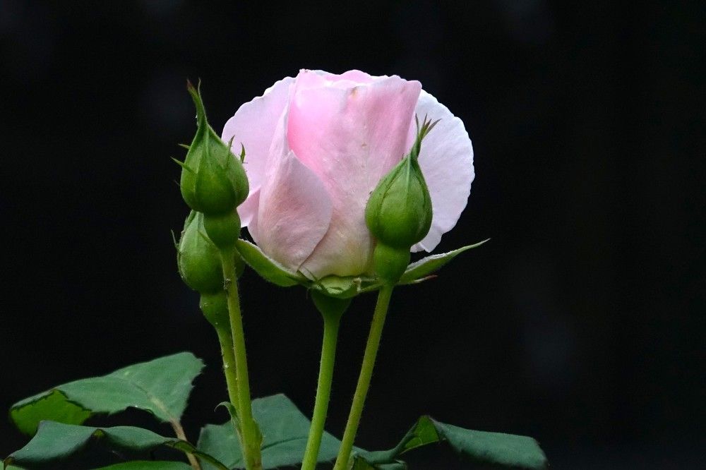 Photograph by jelena konickaja