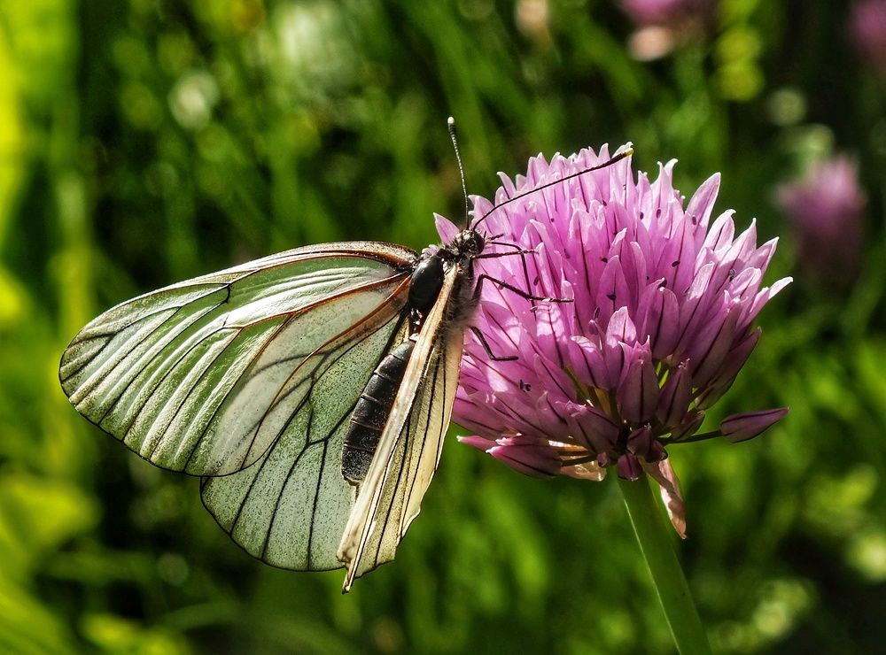 Фотография автора Андрей Шестаков