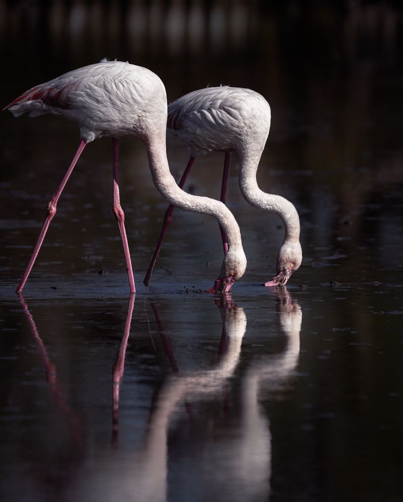 Фотография автора Оксана Дорн