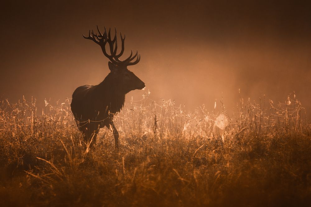Фотография автора Рудченко Ольга
