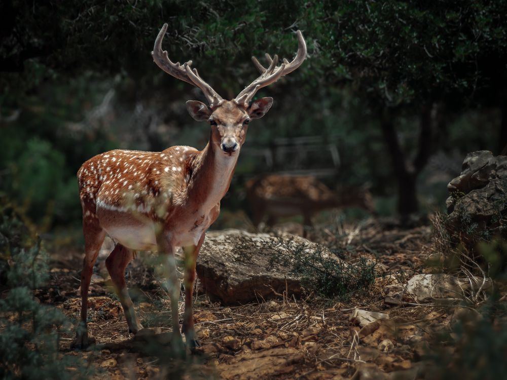 The beauty in the forest