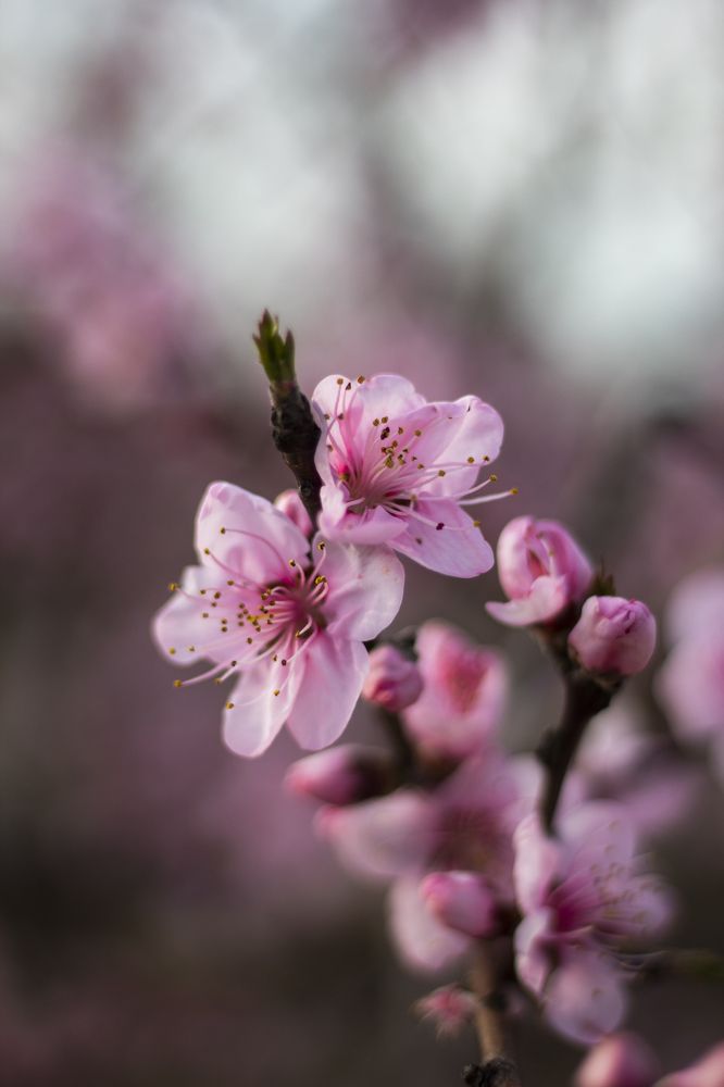 Photograph by Артём Гуцалюк