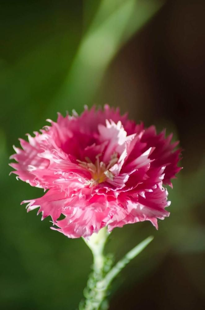 Photograph by Mirela Tortumanova