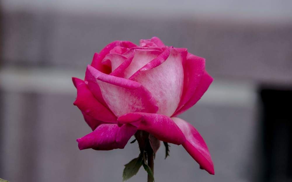 Photograph by Mirela Tortumanova