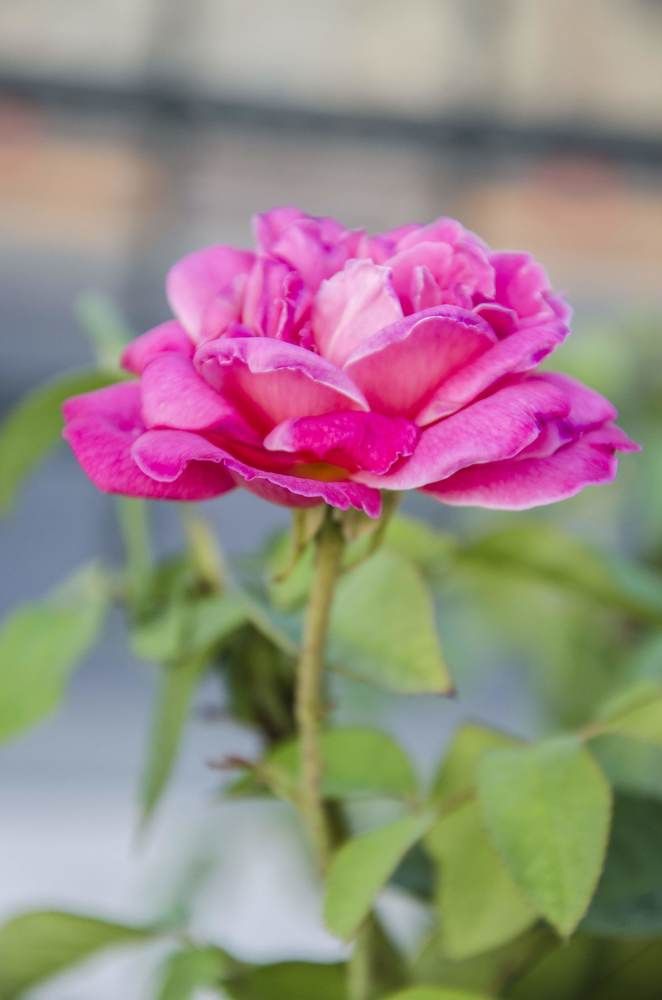 Photograph by Mirela Tortumanova