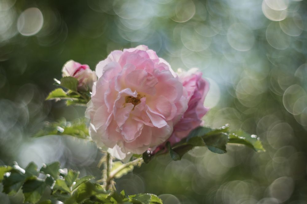 Photograph by Татьяна Байкова