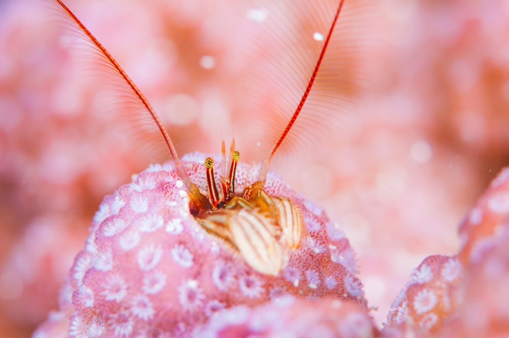 Photograph by Kurashima Daisuke